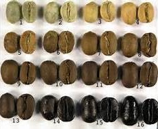 roast profile greem green coffee to dark roast