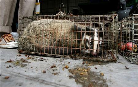kopi luwak coffee civet caged