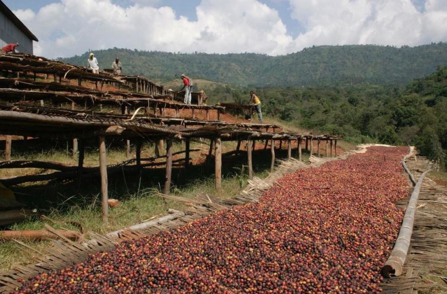 Coffee in Ethiopia