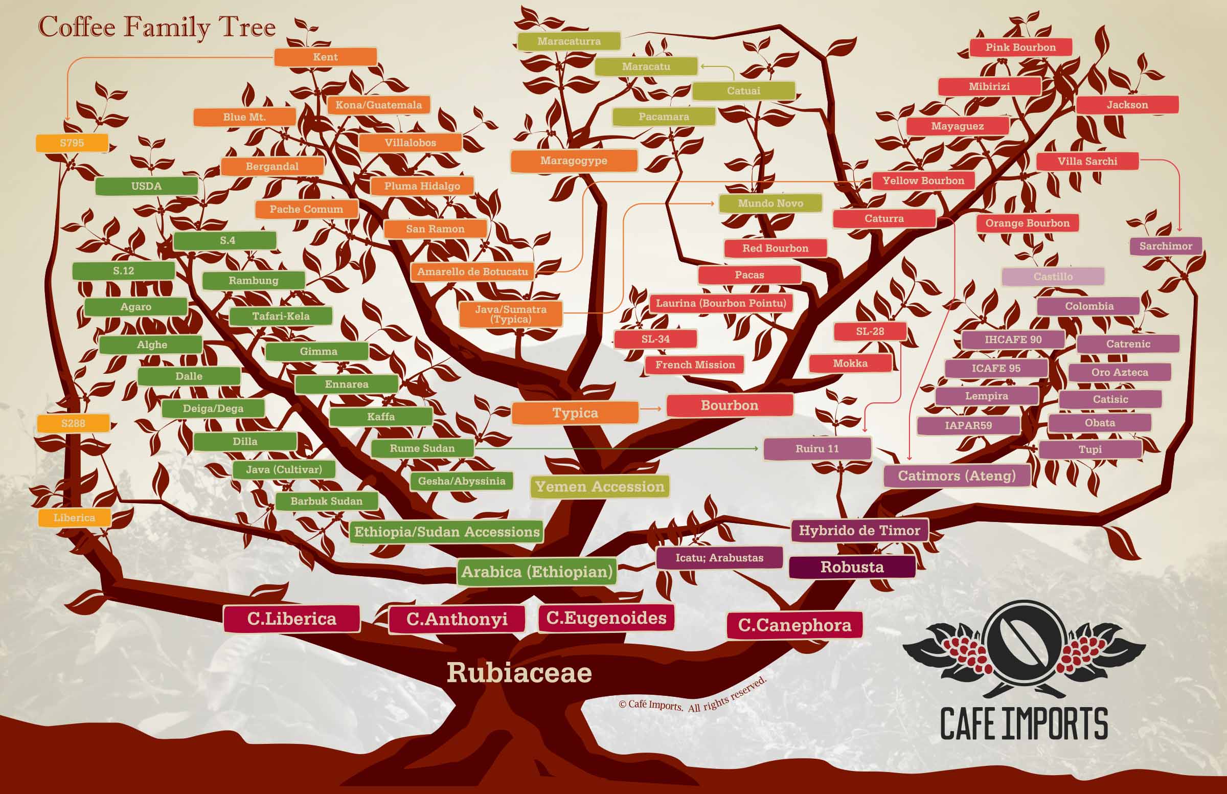 coffee variety tree
