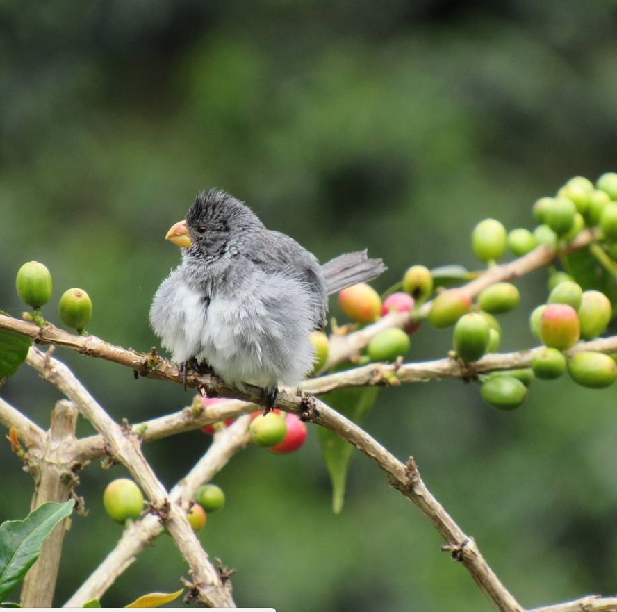 Colombian coffee farm