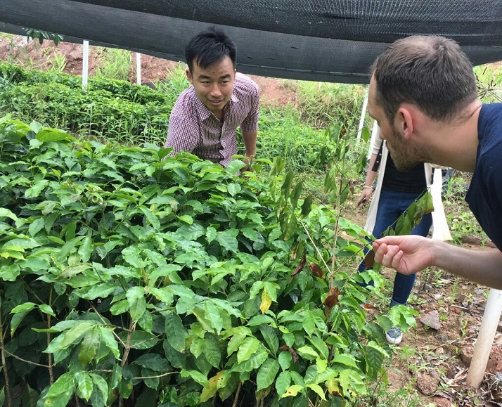 Coffee cherries in China