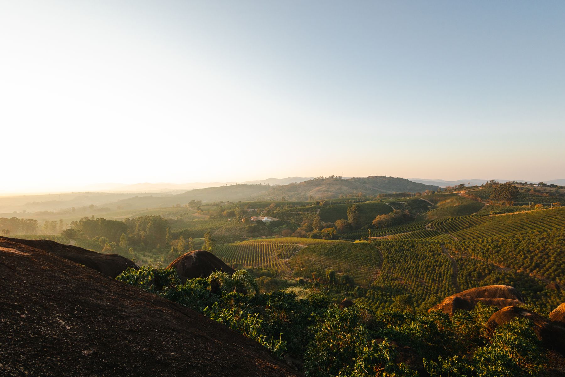 Coffee rows at sunset in Espírito Santo do Pinhal, São Paulo