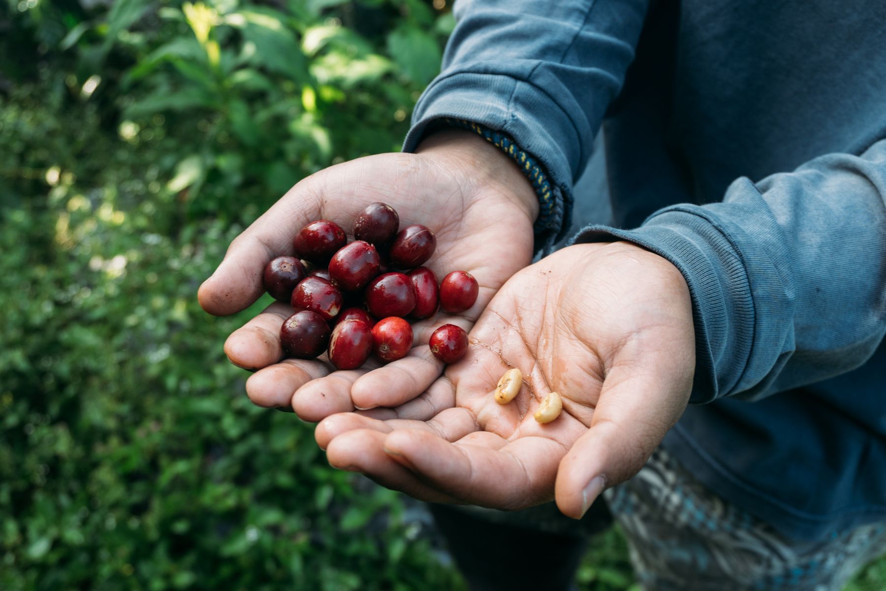 Hands holding coffee cherries and parchment beans