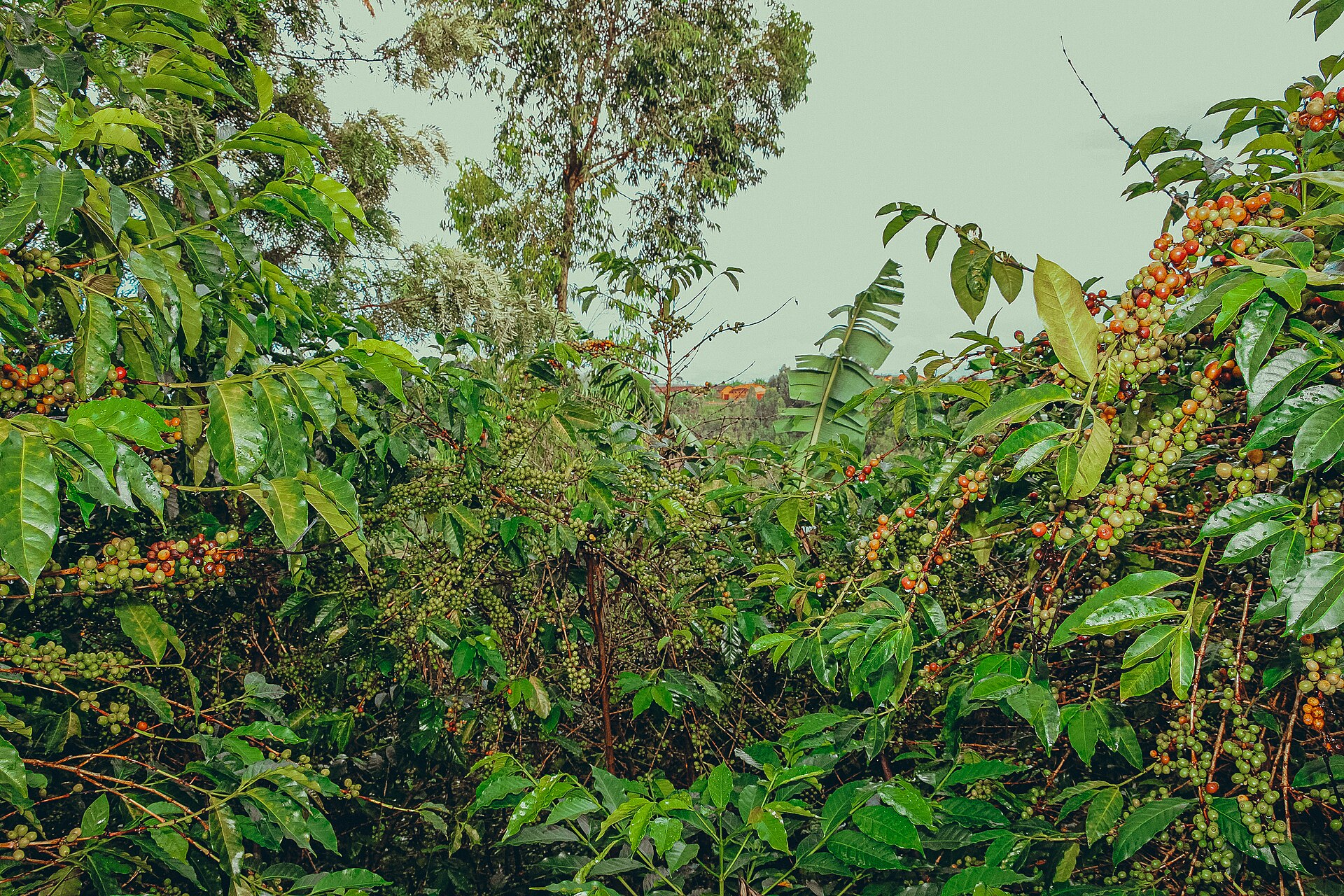 Coffee cherries on the tree in Burundi