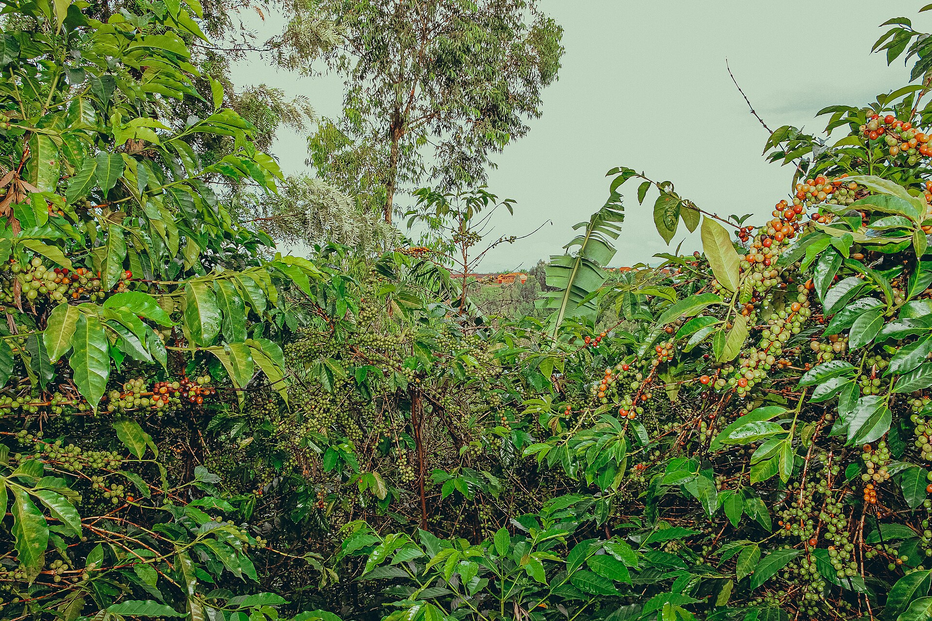 Coffee under bananas in a Burundi garden