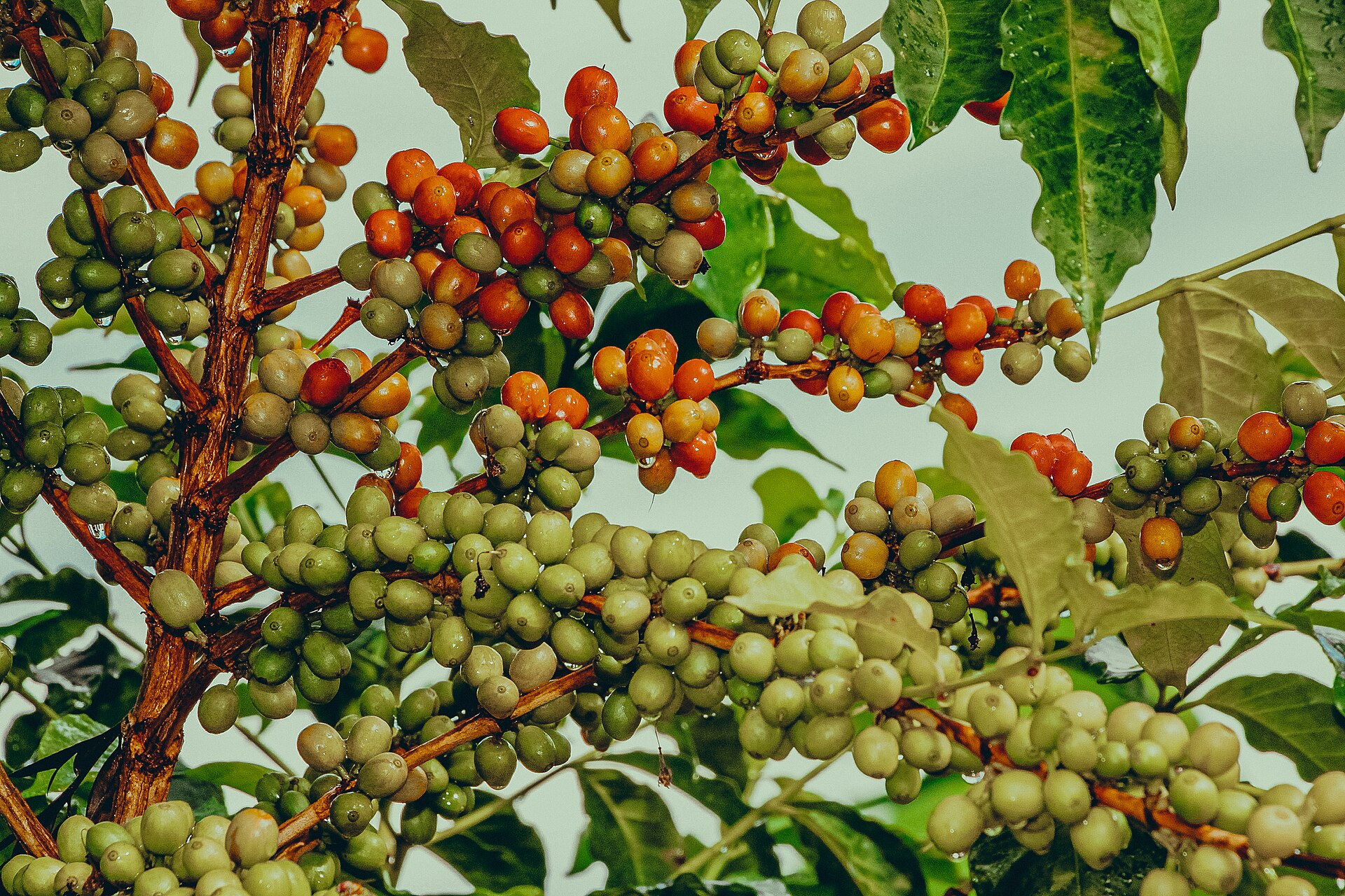 Green and red cherries on a Burundi tree
