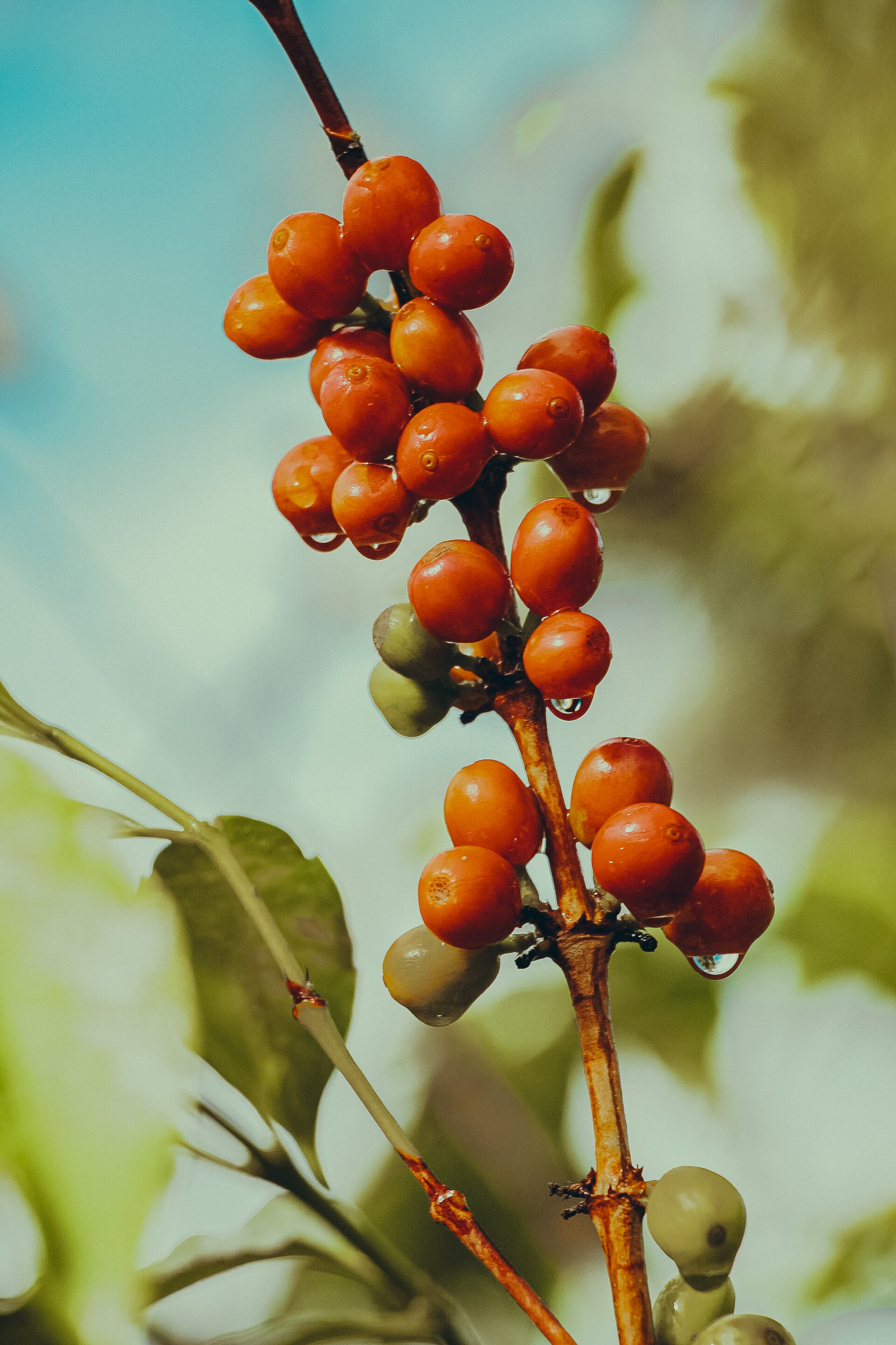 Close cherries on a Burundi coffee tree