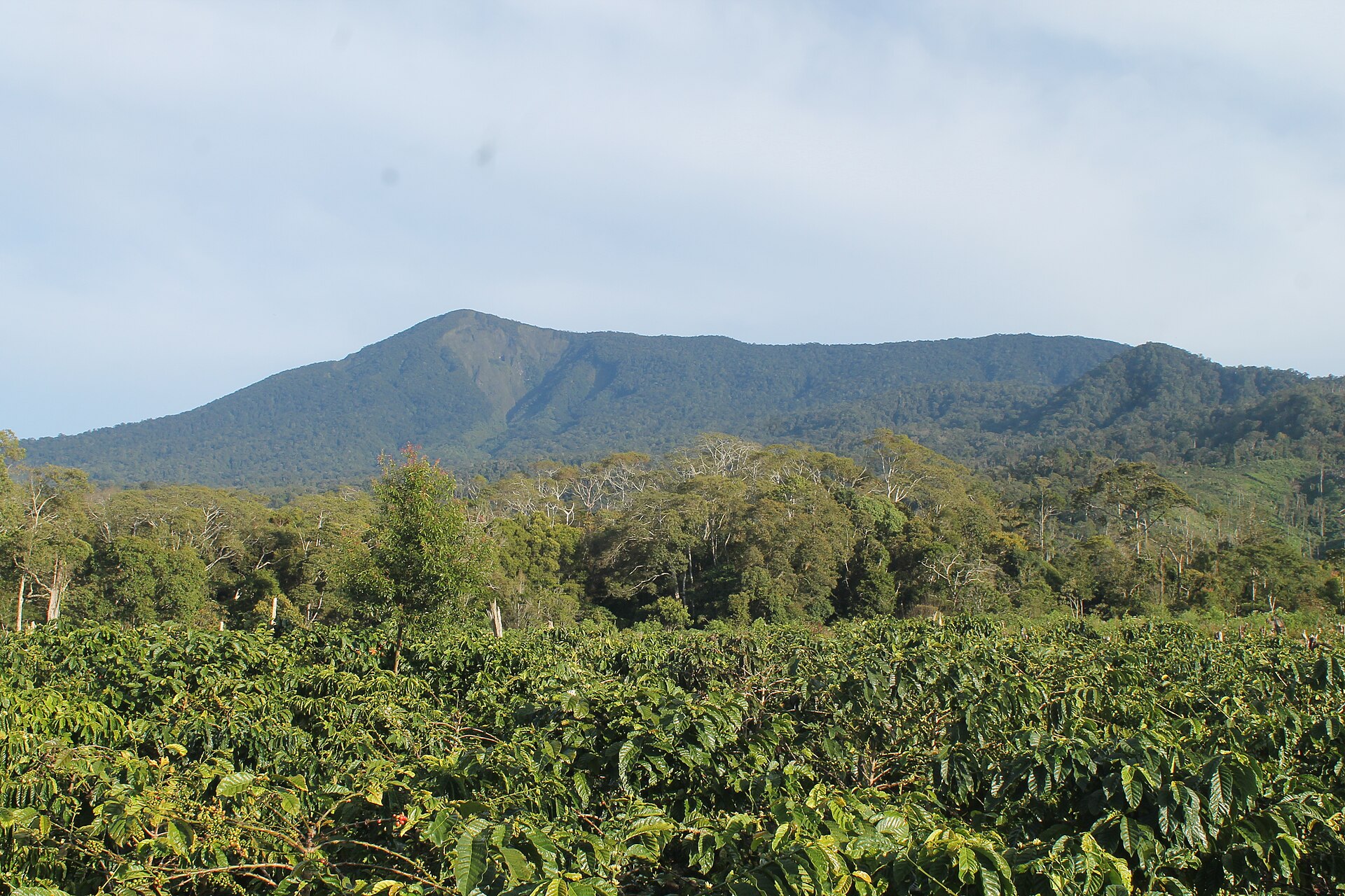 Coffee plantation in the hills at Jangkat, Merangin, Sumatra
