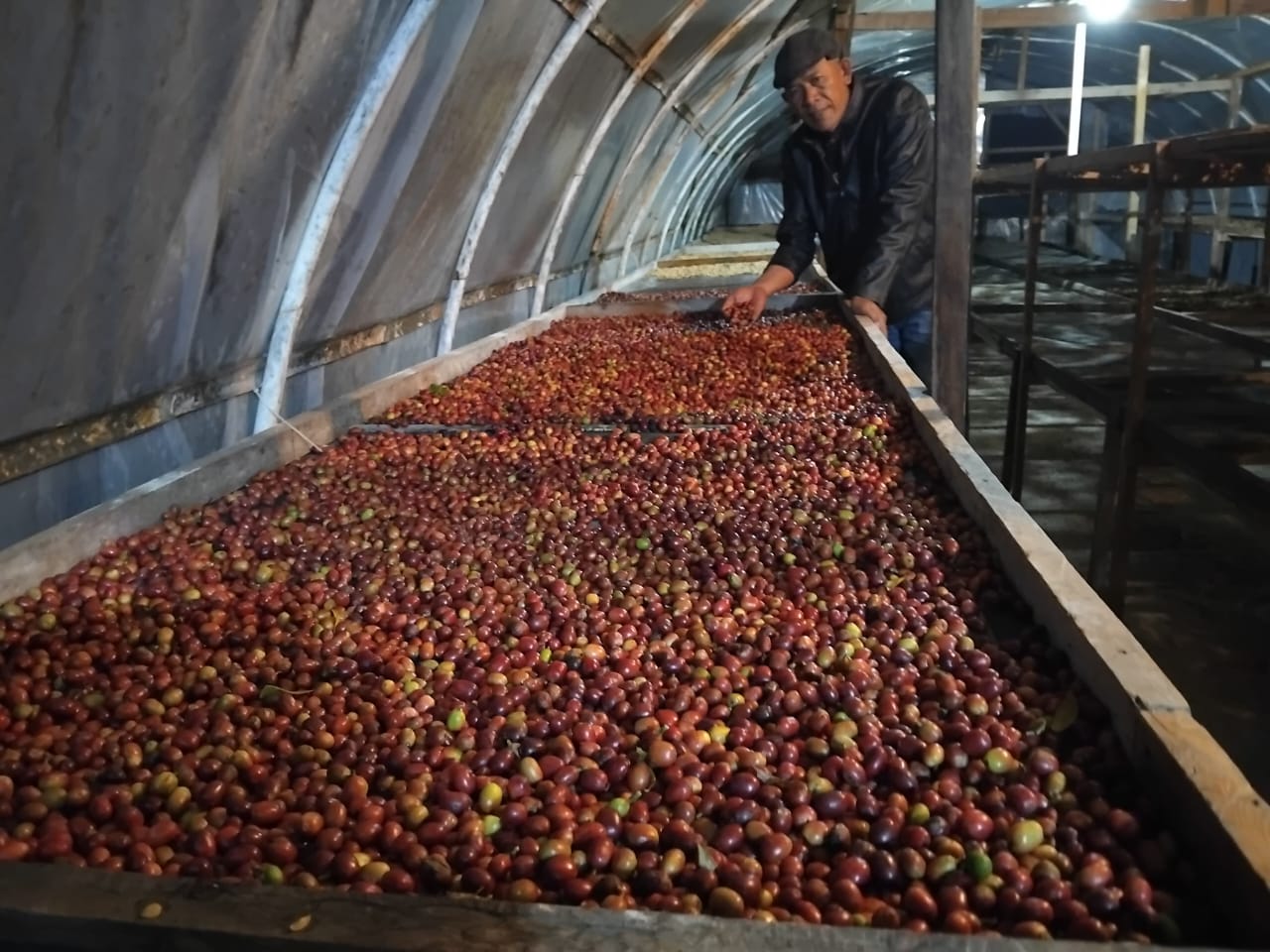 Turning coffee cherries on a natural drying bed in Indonesia