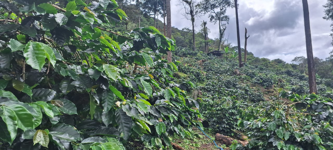 Arabica coffee garden on a Mandailing hillside