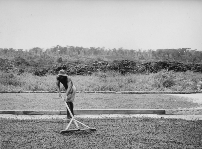 Raking robusta coffee on a cement drying patio