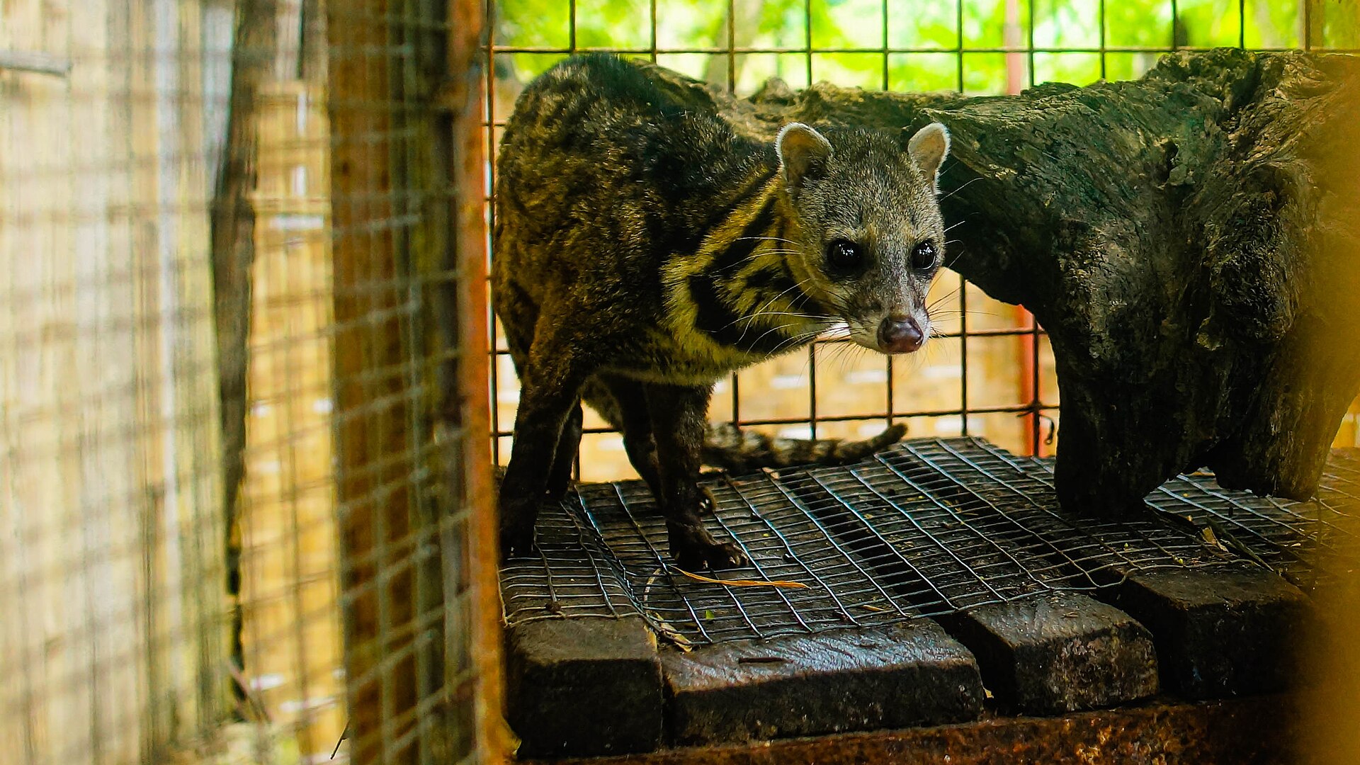 Asian palm civet, the animal behind kopi luwak