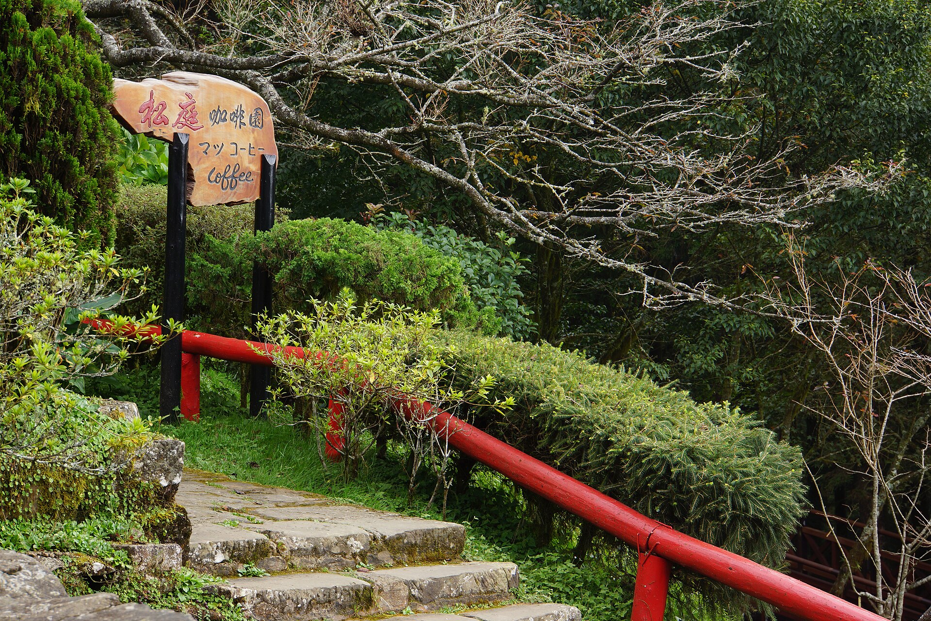 Matsu coffee garden on a hillside