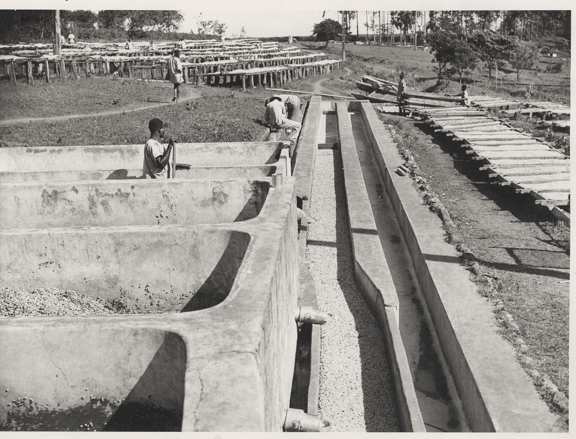 Concrete fermentation tanks at a coffee mill