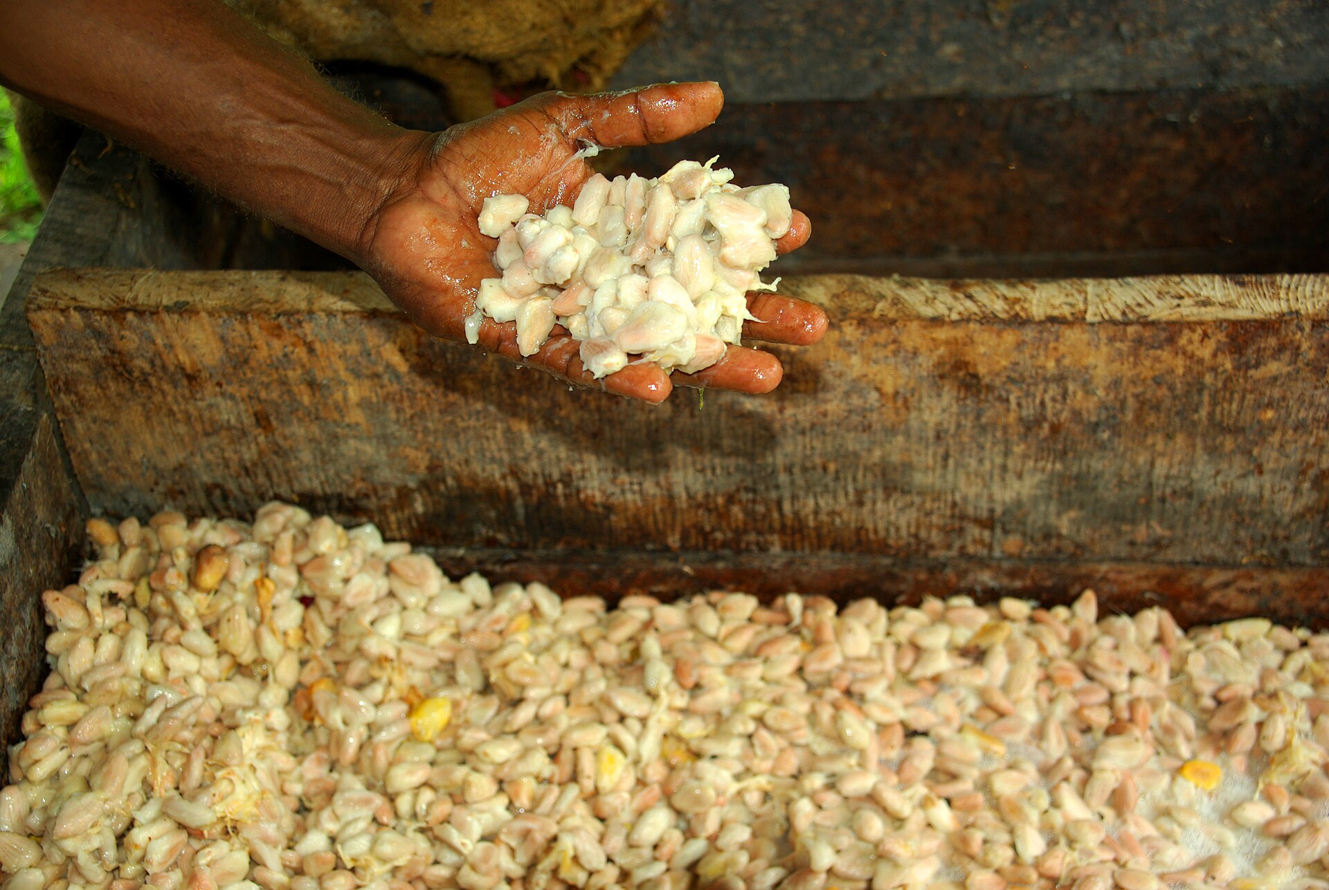 Handful of fermenting cacao beans in pulp